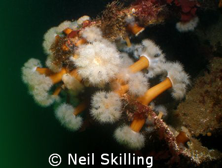 Image taken on the wreck of the Tapti off the coast of Co... by Neil Skilling 