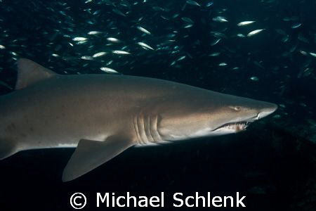 Sand Tiger Shark off N. Carolina coast by Michael Schlenk 