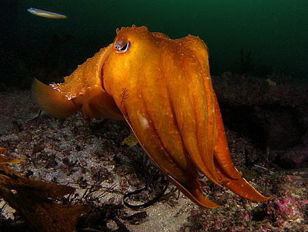 Giant Cuttle, Kurnell by Doug Anderson 