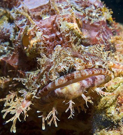 Scorpionfish from Puerto Galera, Philippines. by Jim Chambers 
