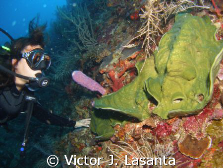 Limary on a close up look to nice sponges at 95' in balco... by Victor J. Lasanta 