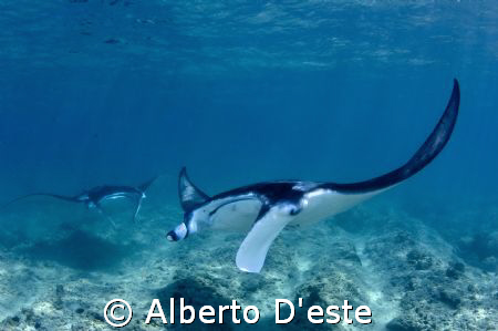 Manta rey in cleaning station, Ari atoll 
 by Alberto D'este 