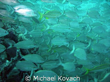 Fish on the inside reef at Lauderdale by the Sea by Michael Kovach 