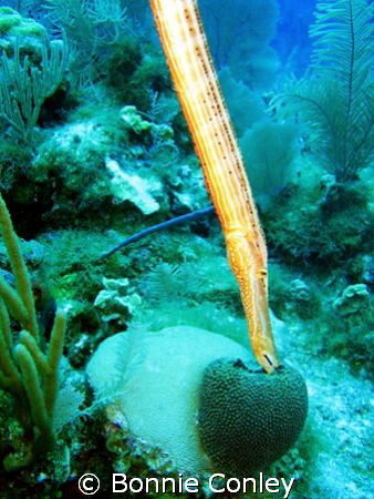 Trumpetfish seen August 2008 in Grand Cayman.  Photo take... by Bonnie Conley 