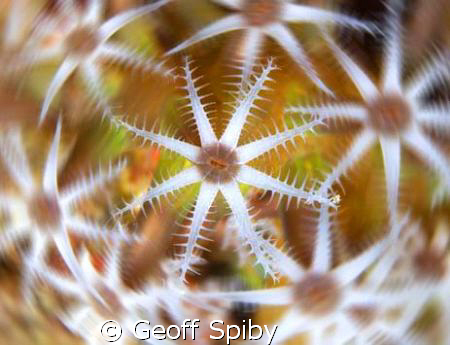 POLYPS IN A SPIN by Geoff Spiby 
