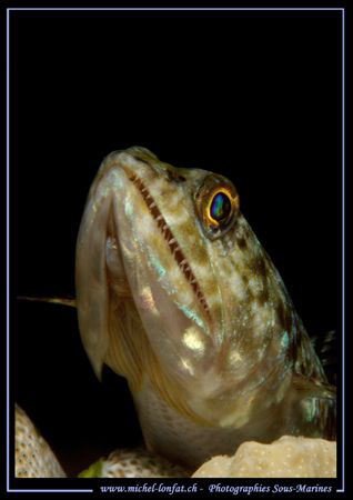 Smile Little Lezard Fish..... :O) ...... by Michel Lonfat 