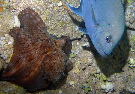 Trevally and octopus by Martin Dalsaso 
