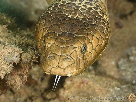Olive Sea Snake.  Bundegi Reef, Western Australia.  Canon... by Ross Gudgeon 