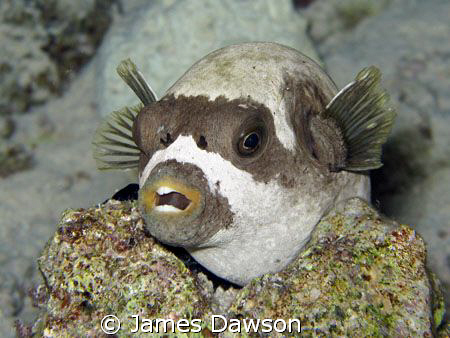 Masked Pufferfish shot with a Canon G9 and internal strobe by James Dawson 