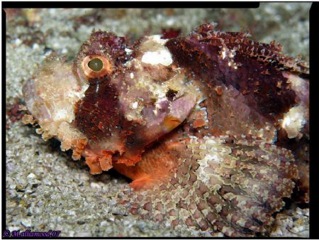 Close up on Scorpion fish 
Pleace: Masandam \ Oman 
by ... by Mohammed Al Hamood 