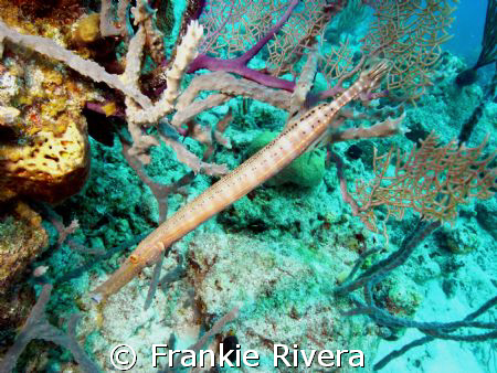 Trumpet fish, Nassau, Bahamas by Frankie Rivera 