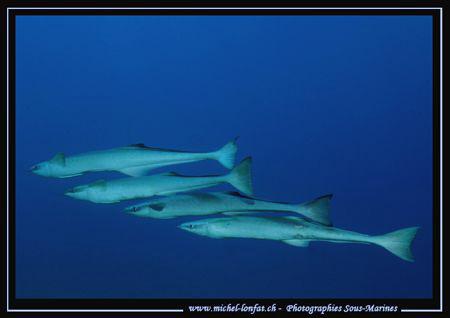 The "flying squadron" in the waters of the Red Sea :O).... by Michel Lonfat 