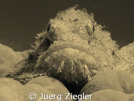 Scorpion Fish looking at you from corals - I can see you,... by Juerg Ziegler 