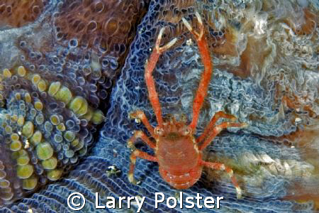 Unknown reef crab, Gangga Island, D2X, 60mm by Larry Polster 