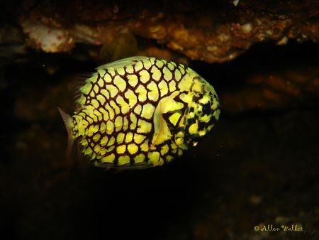 A pretty rarely seen Pineapple Fish taken on Aliwal Shaol by Allen Walker 
