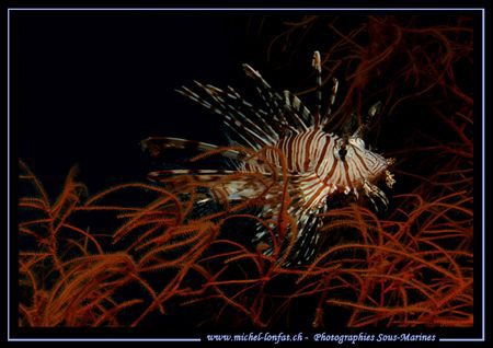 A Lion Fish in a Gorgognia in the waters of the Red Sea..... by Michel Lonfat 