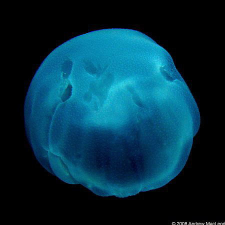 A photo of a swimming jelly fish at dusk - with biolumine... by Andrew Macleod 