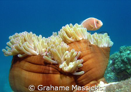 Shot off Tioman Island with an Olymus 5060 by Grahame Massicks 