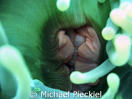 The mouth of a Great Anenome by Michael Pieckiel 
