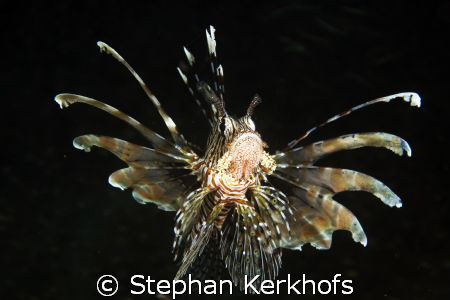 common lionfish (pterois miles) taken in Na'ama Bay. by Stephan Kerkhofs 