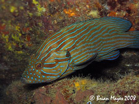 The aptly named Bluelined Grouper (Cephalopholis formosa)... by Brian Mayes 