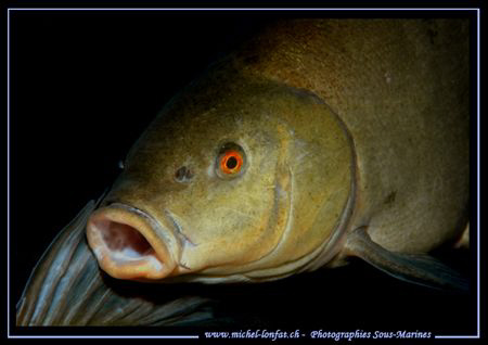 A beautiful Tench on a night dive in our small freshwater... by Michel Lonfat 