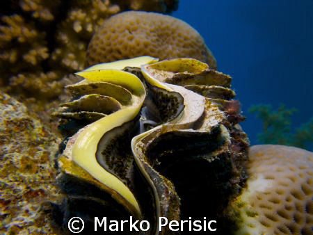 Common Giant Clam. by Marko Perisic 