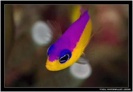Portait of a Purpletop dottyback     D200/105VR by Yves Antoniazzo 
