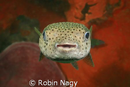 "Smile Please!"
Black-spotted Porcupinefish,  (Diodon hy... by Robin Nagy 