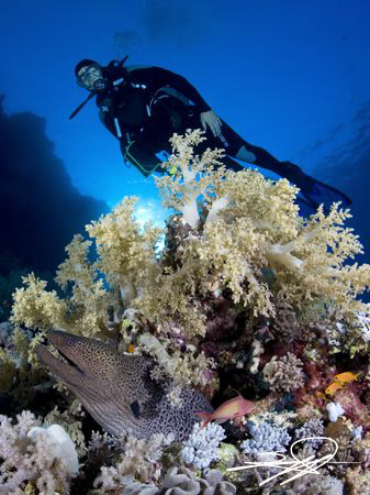 Moray Eel & Diver by Nicholas Samaras 