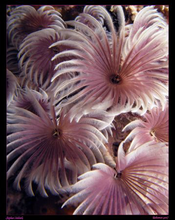 Purple Feather's.  Canon G7, Sea and Sea YS27DX, Inon UCL165 by Stephen Holinski 