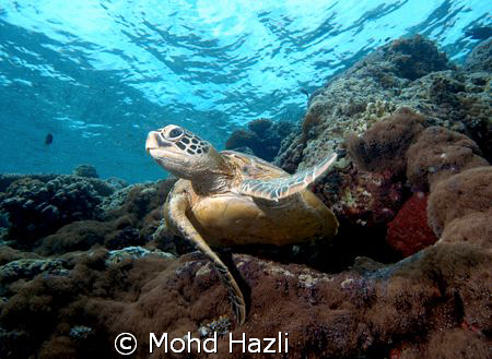 Fly away turtle. The magnificent of Pulau Sipadan. by Mohd Hazli 