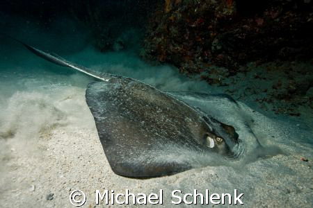 Stingray stirring up the bottom trying to get at some din... by Michael Schlenk 