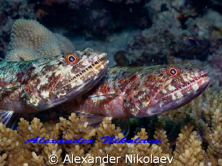 TWIX. Sweet couple of lizardfishes. Canon 40D, SIGMA 50mm... by Alexander Nikolaev 