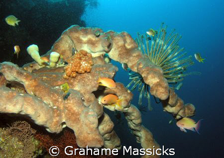 Typical reefscape eastcoast of Bali.  Shot with Olympus 5060 by Grahame Massicks 