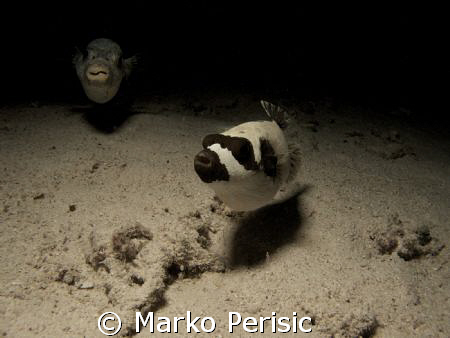 Masked Puffer (arothron diadematus) South Red Sea. by Marko Perisic 