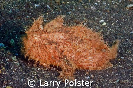 Hairy Frogfish, D70, Sigma 14 by Larry Polster 