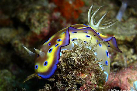 A nudi showing its colours by Andrew Macleod 