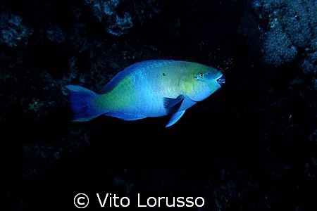 Fishs - Scarus ferrugineus by Vito Lorusso 