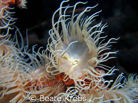 Gorgonian wrapper, leopard anemone, Canon S70 , Macro Lens by Beate Krebs 