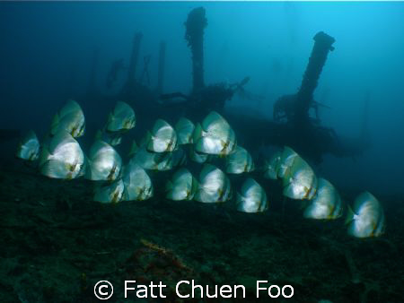 School of Batfish passing by a wreck, Anilao, Phillipines by Fatt Chuen Foo 