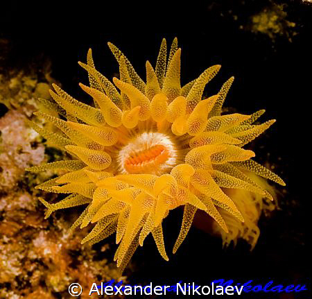 Orange cup coral. Canon 40D, SIGMA 50mm MACRO by Alexander Nikolaev 