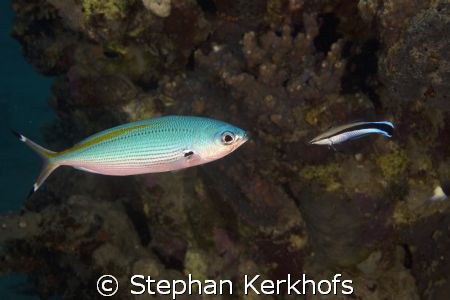 fusilier and cleaner wrasse head to head taken in Na'ama ... by Stephan Kerkhofs 
