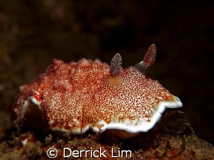 Nudibranch, capture by Canon G9 with INON single strobe a... by Derrick Lim 