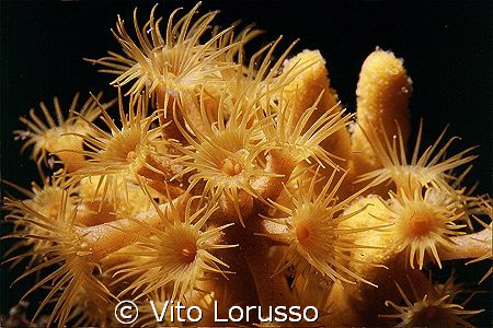 Corals - Parazoanthus axinellae by Vito Lorusso 