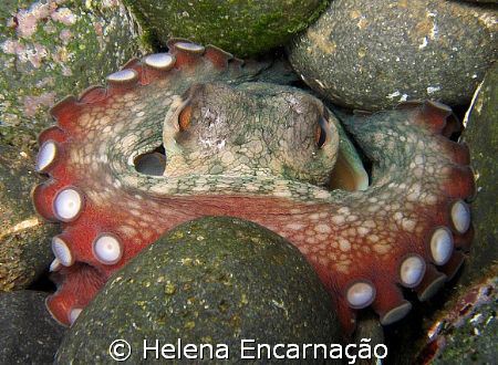 Octopus vulgaris.Madeira Island. Photographed with intern... by Helena Encarnação 