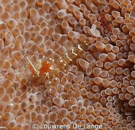 See through Popcorn/anemone shrimp-called the DM over and... by Louwrens De Lange 