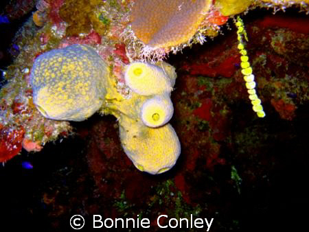Sponges seen in Grand Cayman August 2008.  Photo taken wi... by Bonnie Conley 