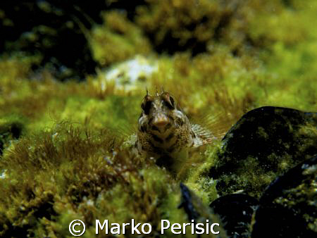 Rock Goby in the shallows. by Marko Perisic 