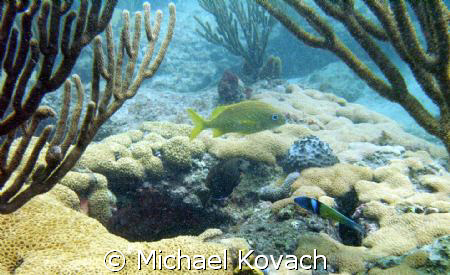 Fish on the inside reef at Lauderdale by the Sea. by Michael Kovach 